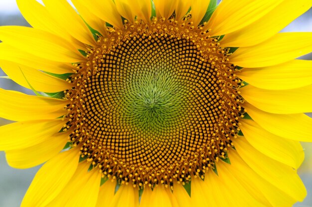 Beautiful close-up sunflower