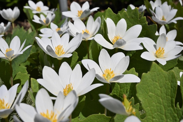 Beautiful close-up of white sanguinaria flowers (sanguinaria canadensis)