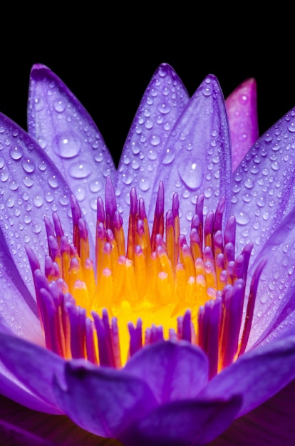 Beautiful close up yellow carpel and water drop on purple lotus flower, macro colorful waterlily floral of asia nature for background