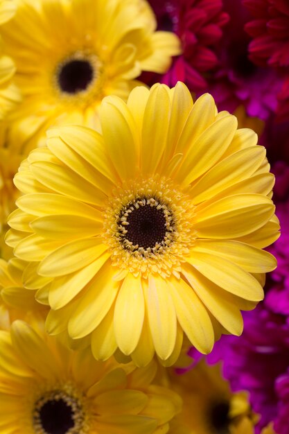 Beautiful close-up of yellow gerbera flower.