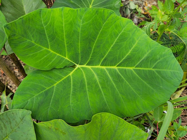 다운 탈라스 켈라디 세라타 또는 타로의 아름다운 가까운 전망은 콜로카시아 에스쿨렌타 잎을 남깁니다.