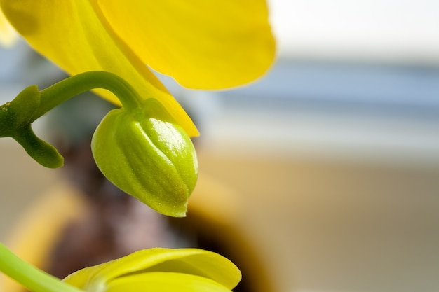 Beautiful closed bud of yellow orchid phalaenopsis against the background of open blurred flowers standing on the windowsill. Selective focus. With blank copy space screen for your information content