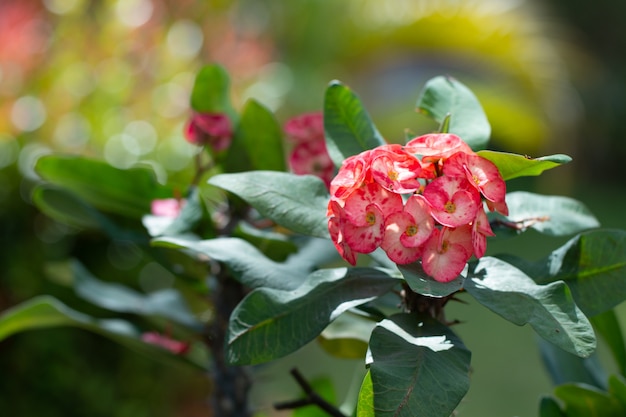 가시 왕관 또는 그리스도 가시 꽃의 아름 다운 폐쇄 (Euphorbia milli)