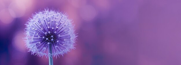 Beautiful closeup of an allium floral awesome background in pink and purple luxury bloom