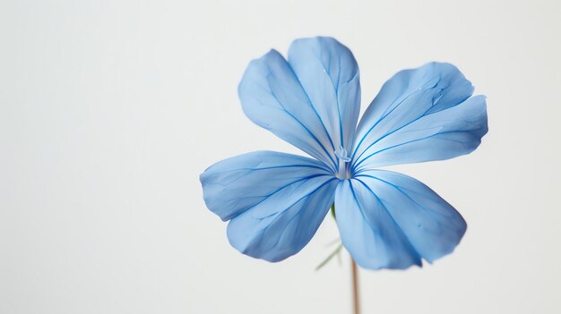 A beautiful closeup of a blue flower in full bloom against a soft white background