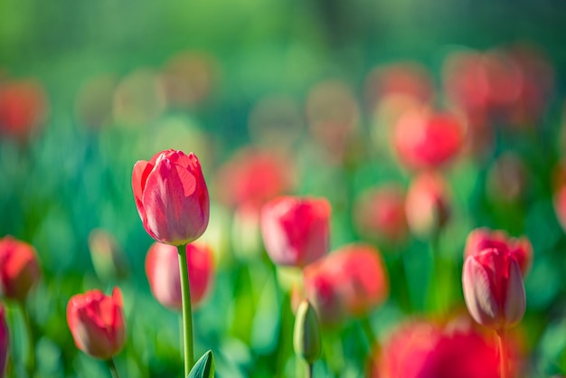 Beautiful closeup bright red tulips on blurred spring sunny background. Amazing romantic springtime