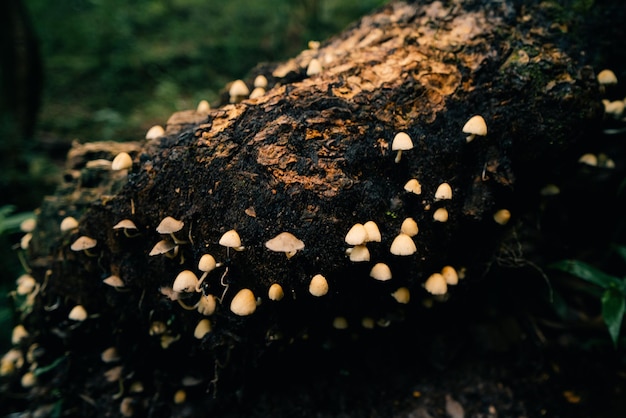 숲 속 의 버섯 들 의 아름다운 클로즈업 버섯 들 을 모으는 것