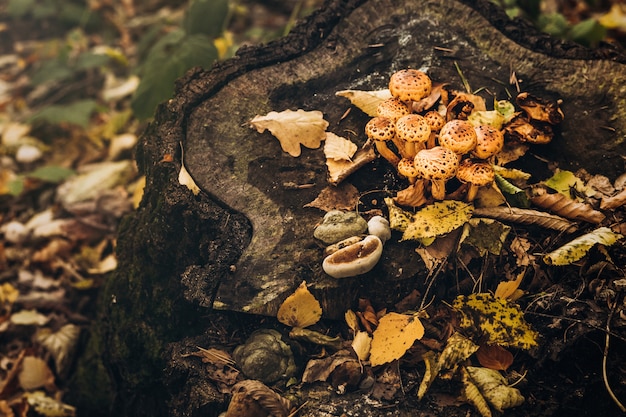 Beautiful closeup of forest mushrooms.