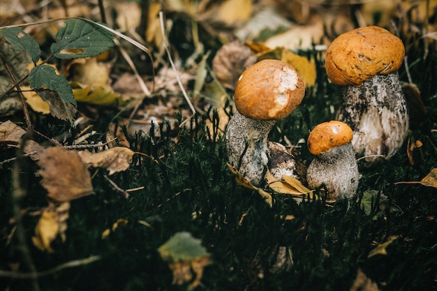 Beautiful closeup of forest mushrooms.