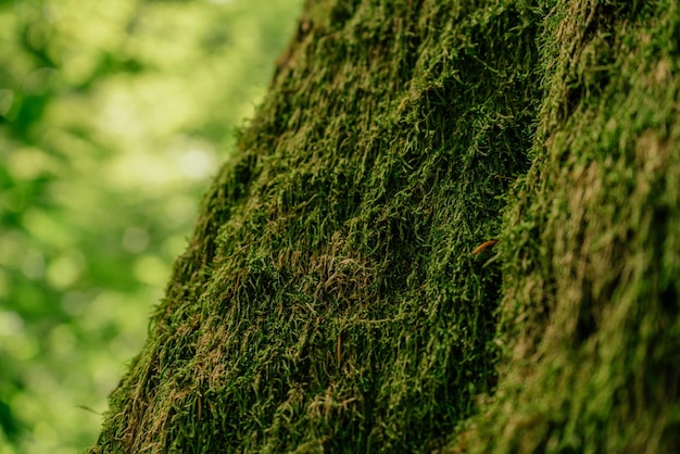 Beautiful closeup of green moss on on tree bark Beautiful background of moss for wallpaper