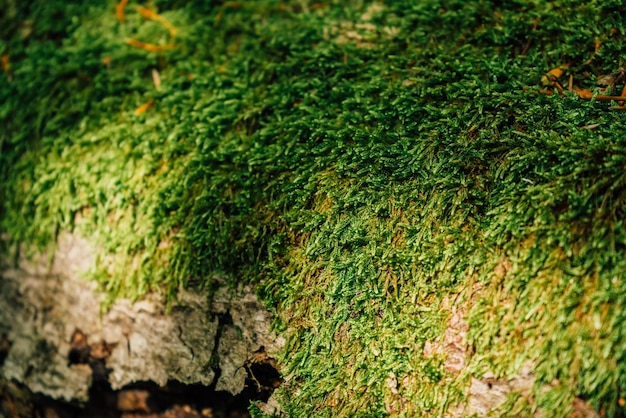 Beautiful closeup of green moss on on tree bark beautiful\
background of moss for wallpaper