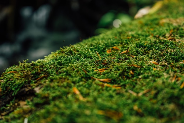 Beautiful closeup of green moss on on tree bark Beautiful background of moss for wallpaper