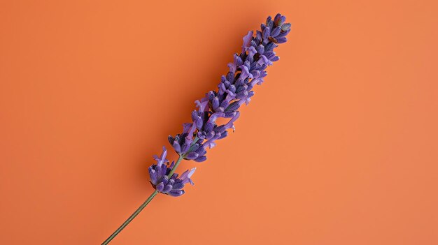 Photo a beautiful closeup image of a single stem of lavender in full bloom against a solid orange background