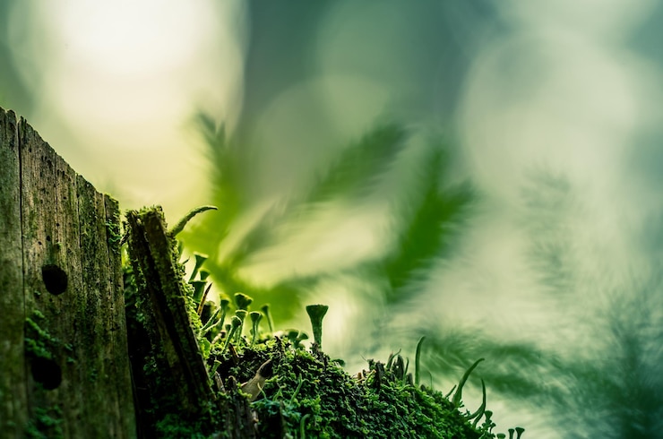 Photo beautiful closeup of moss growing on the forest floor in spring small natural scenery in woodlands