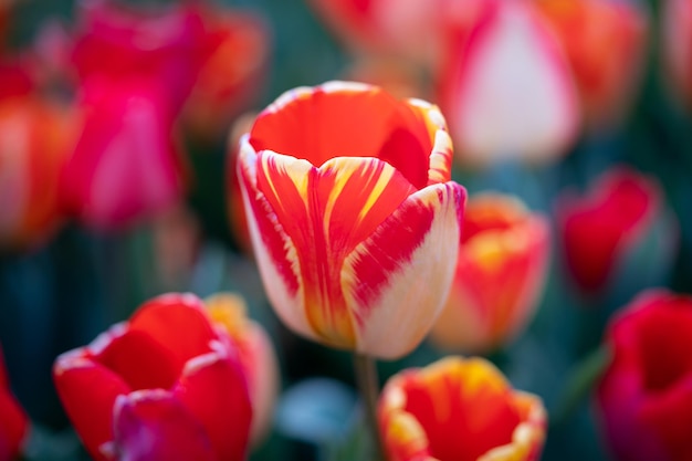 A beautiful closeup of an orange and yellow colored Dutch tulip macrophotography horizontal