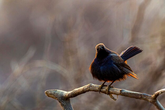 Beautiful closeup pictures of indian robin on the branch bird on the branch