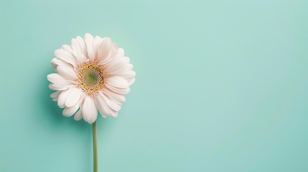 Photo a beautiful closeup of a pink gerbera daisy in full bloom against a pale green background