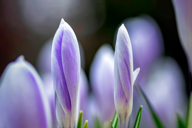 Beautiful closeup of purple spring flower unopened bud on romantic background