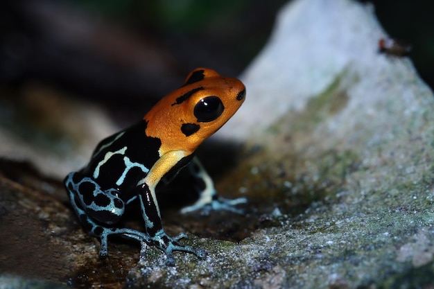 Beautiful closeup Ranitomeya fantastica