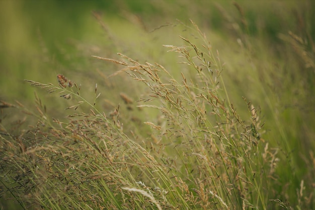 Красивый крупный план овсяницы красной (Festuca rubra)