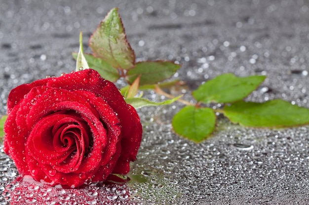 Beautiful closeup rose with water drops