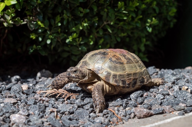 A beautiful closeup of a Russian domestic tortoise Turtle pet in the yard on gravel pebble road