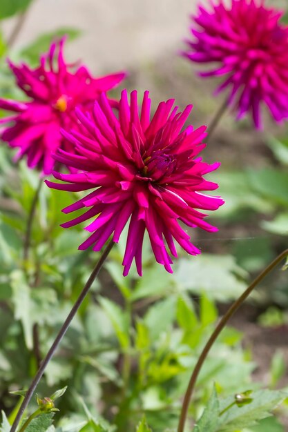 A beautiful closeup shot of a red Dahlia