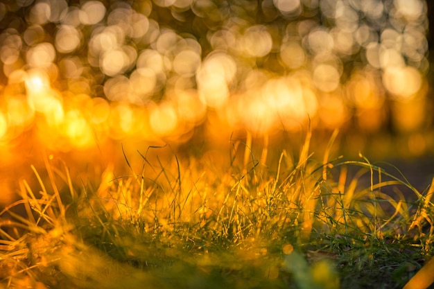 Beautiful closeup spring summer nature landscape with sunset grass meadow Abstract rays sunset