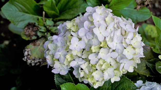 수국 매크로필라 꽃의 아름다운 근접 촬영 보기