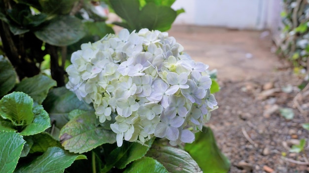 Beautiful closeup view of flowers of Hydrangea macrophylla