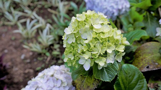 Beautiful closeup view of flowers of Hydrangea macrophylla