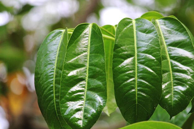 A beautiful closeup view of green leaves