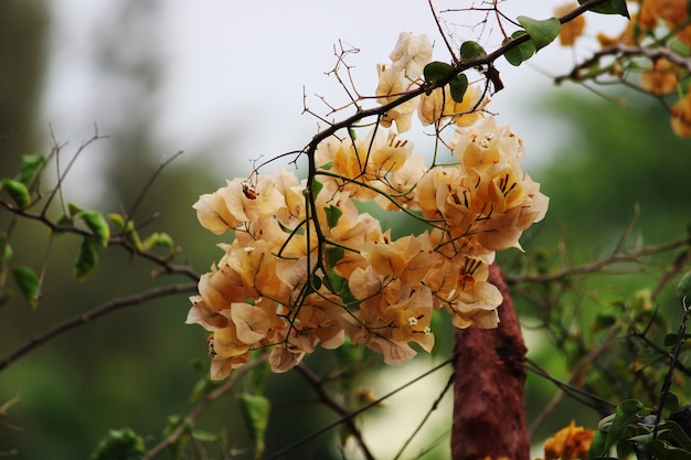 オレンジブーゲンビリアの花の美しいクローズアップビュー