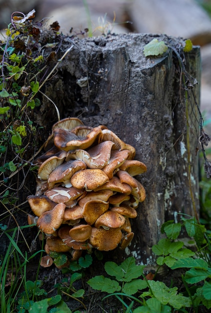 Beautiful cluster of mushrooms growing on a tree stump.