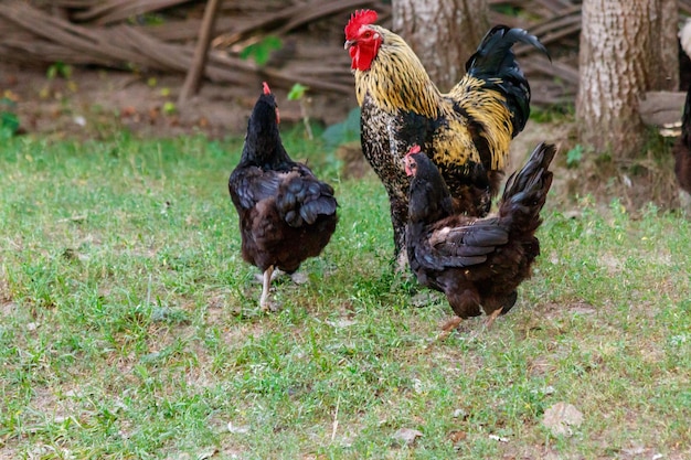 Beautiful cock on grass background