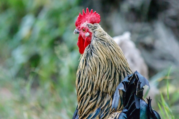 Beautiful cock on grass background