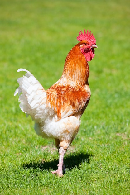 Beautiful cock on green grass