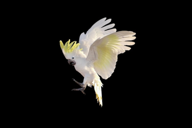 Beautiful Cockatoo parrot flying isolated on black.