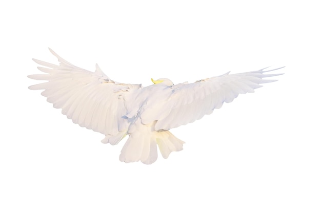 Beautiful cockatoo parrot flying isolated on white background.