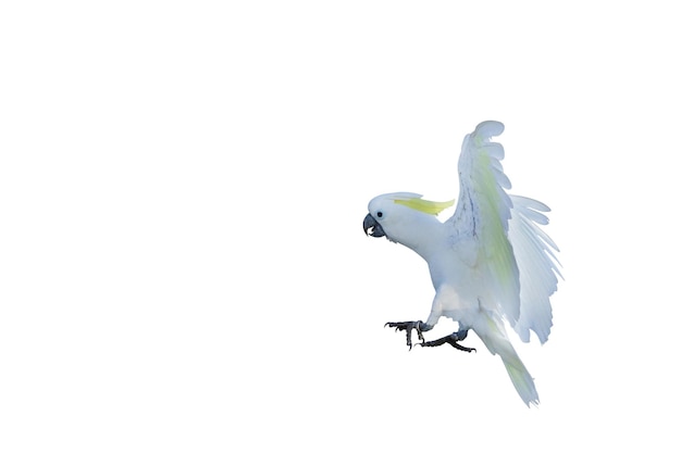 Beautiful of cockatoo parrot flying isolated on white background