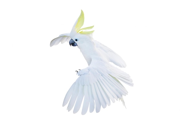 Красивый попугай какаду летит на белом фоне.