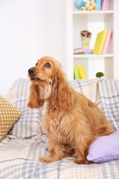 Beautiful cocker spaniel on couch in room