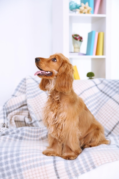 Beautiful cocker spaniel on couch in room