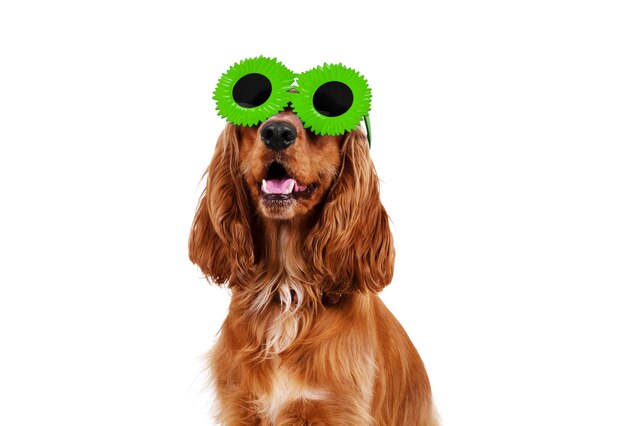 Beautiful cocker spaniel in sunglasses siting isolated on white background