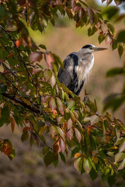 A beautiful cocoi heron perched on a tree