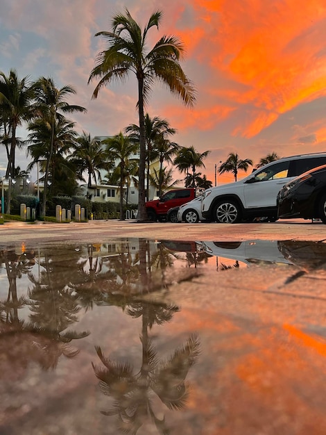 Beautiful coconut palm tree with amazing vivid sky at sunset