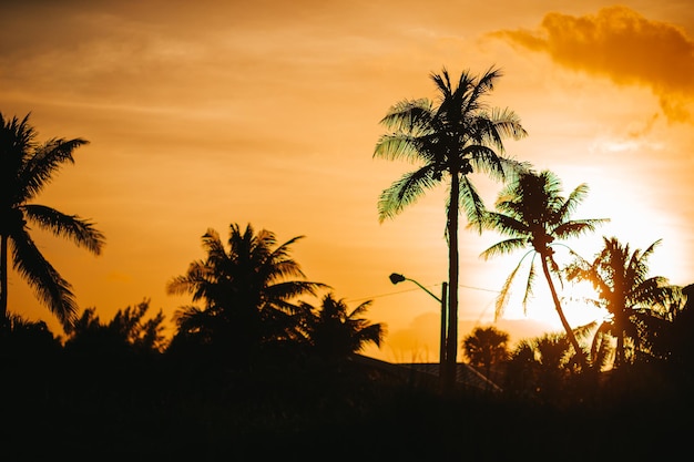 해질녘 놀라운 선명한 하늘을 가진 아름다운 코코넛 야자나무