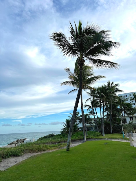 Beautiful coconut palm tree with amazing vivid sky