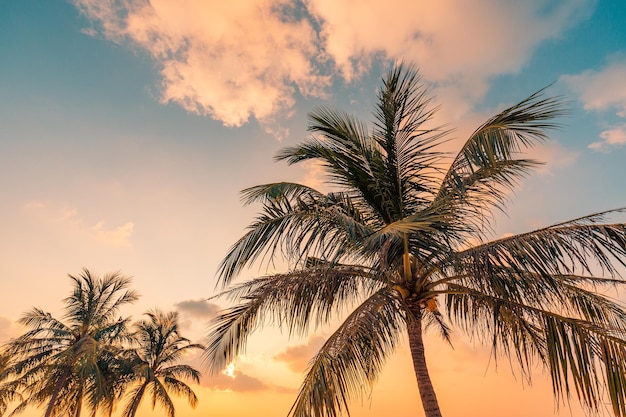 일몰 일출 시간에 하늘이 있는 아름다운 코코넛 야자수. 편안한 열대 자연 배경