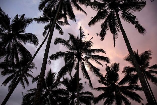 Beautiful coconut palm tree with sky at sunset or sunrise time